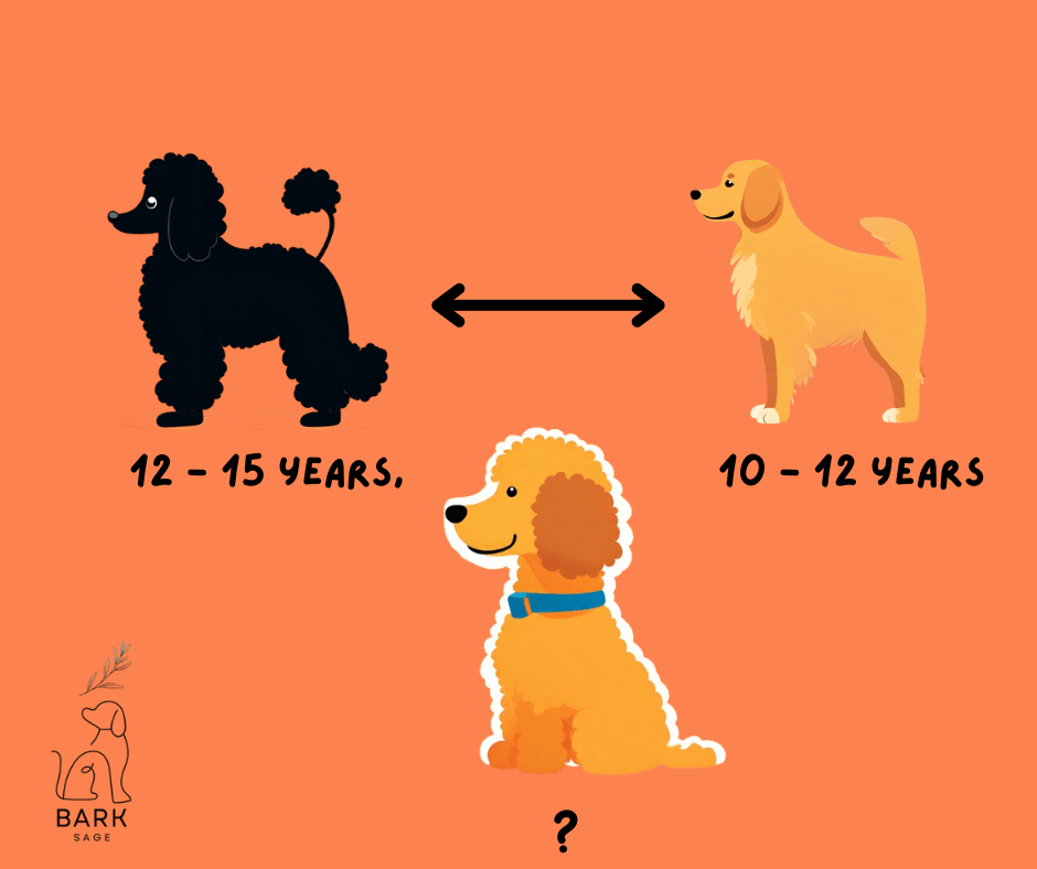 Goldendoodle Lifespan