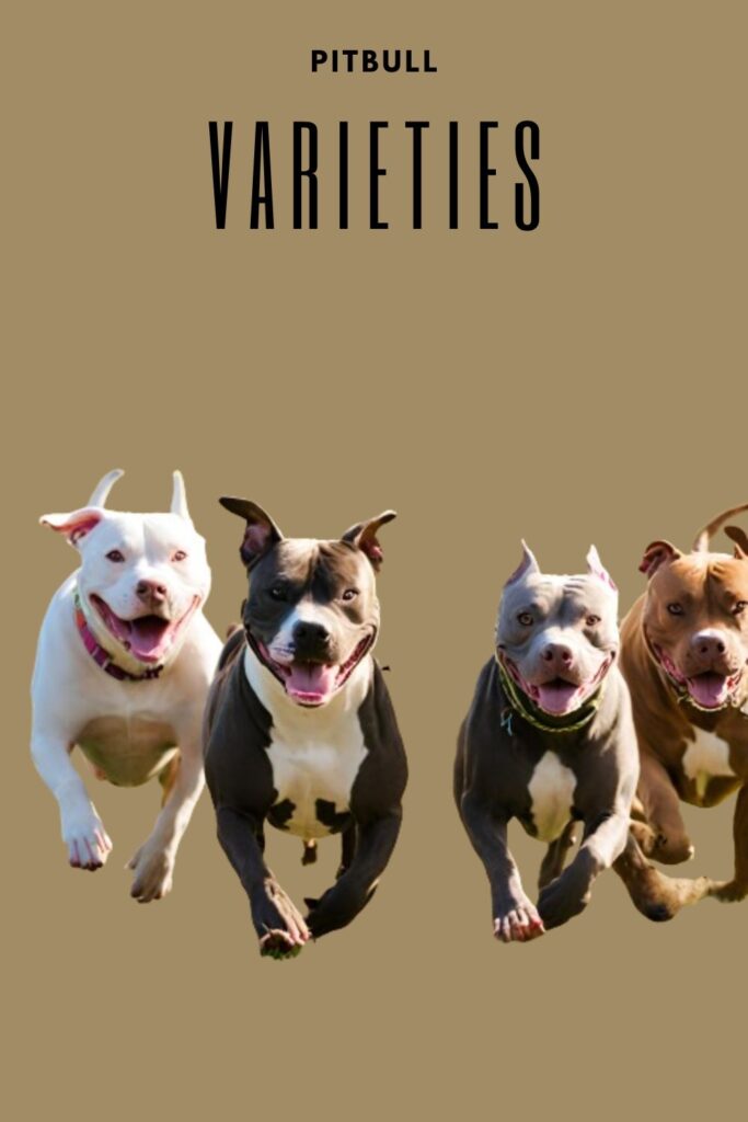 Pitbull Dog Breed Types