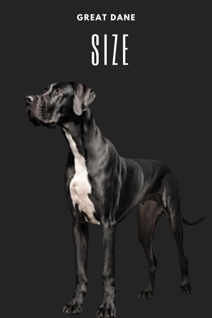 Great Dane Size