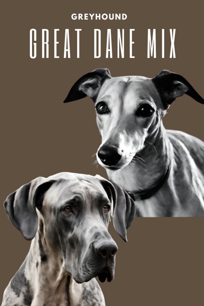 Greyhound Great Dane Mix