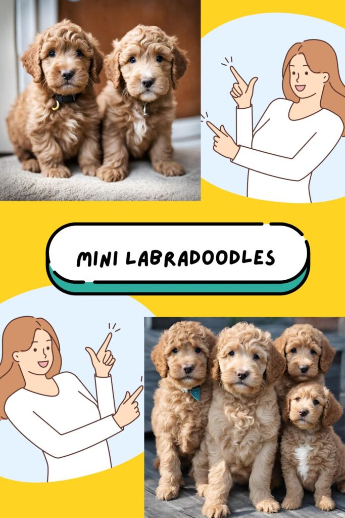 Mini Labradoodle