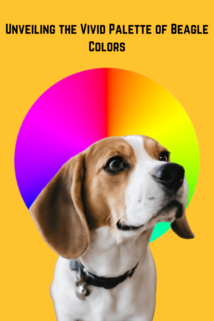 Beagle Colors