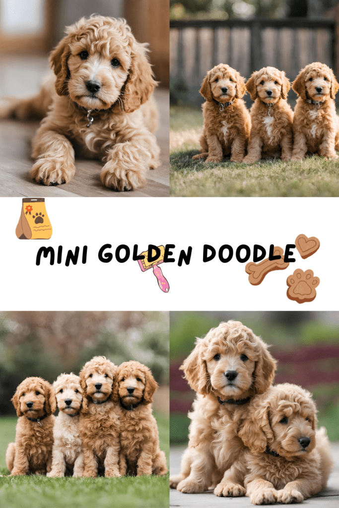 Mini Goldendoodles