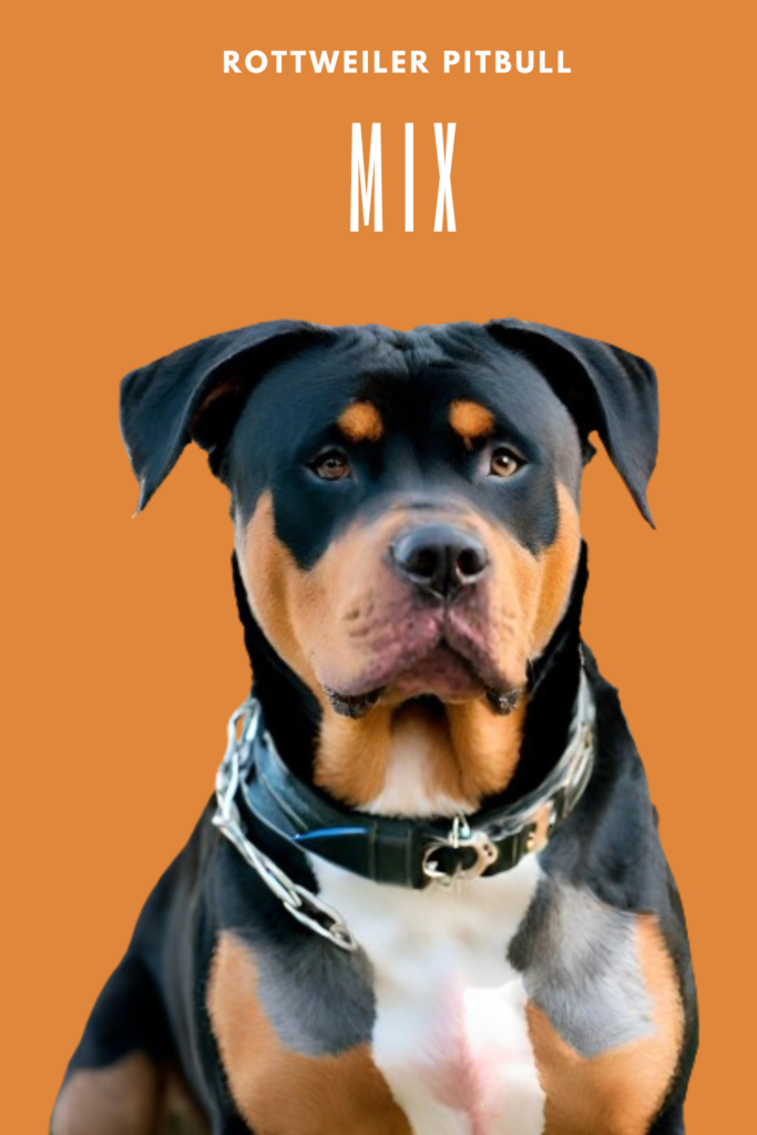 Rottweiler Pitbull Mix