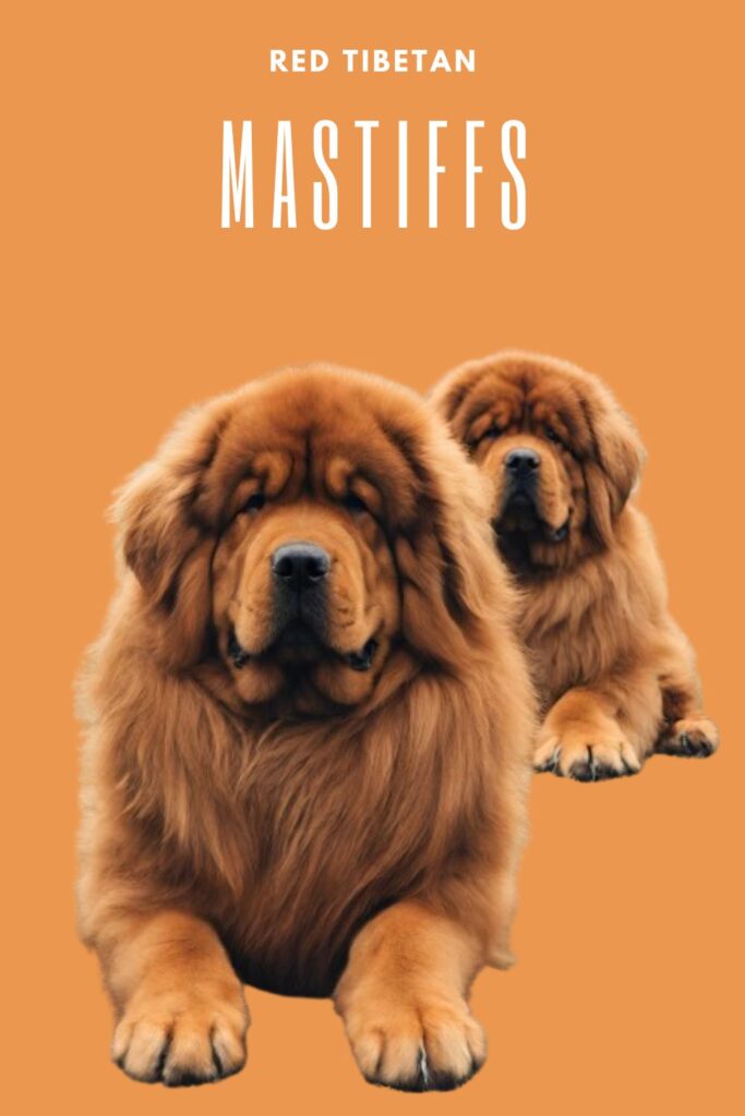 Red Tibetan Mastiffs