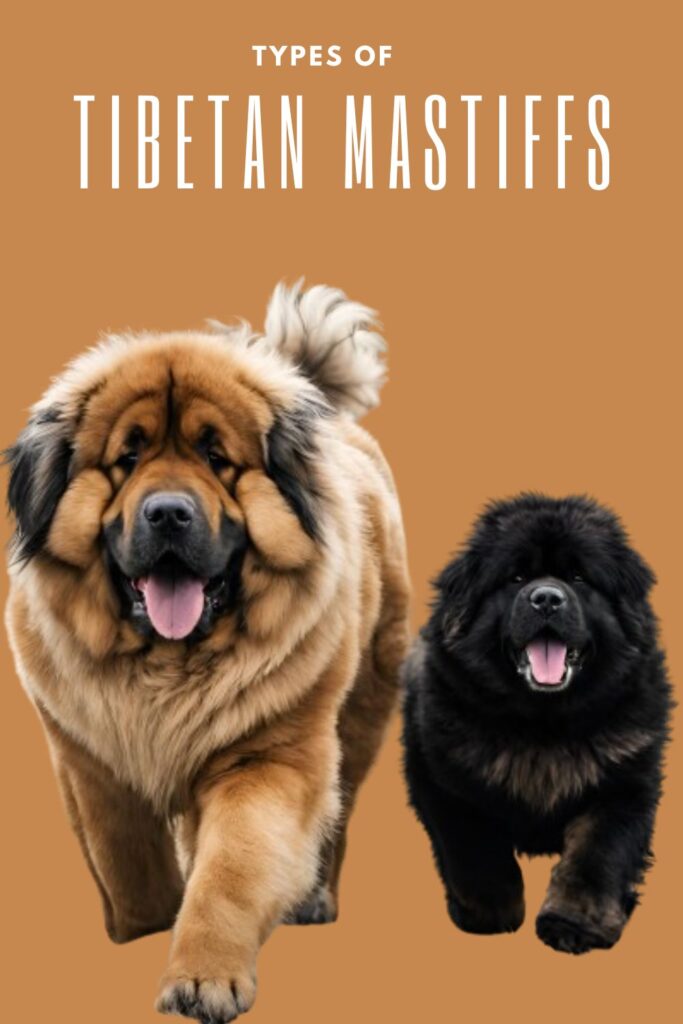 Types of Tibetan Mastiffs