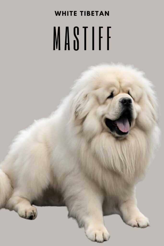 White Tibetan Mastiff