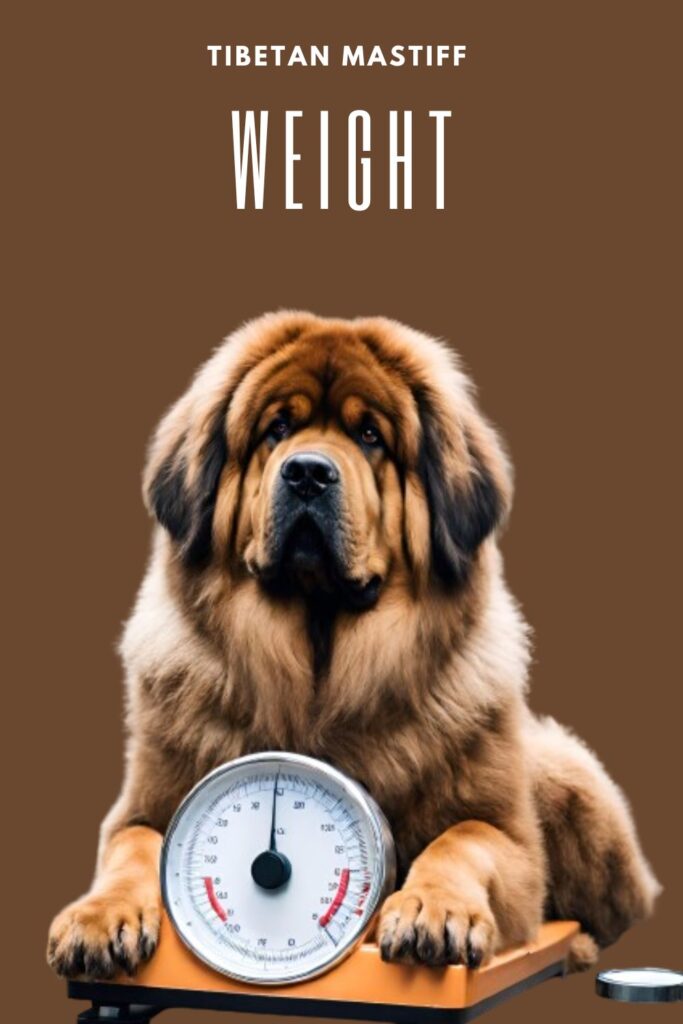 Tibetan Mastiff Weight