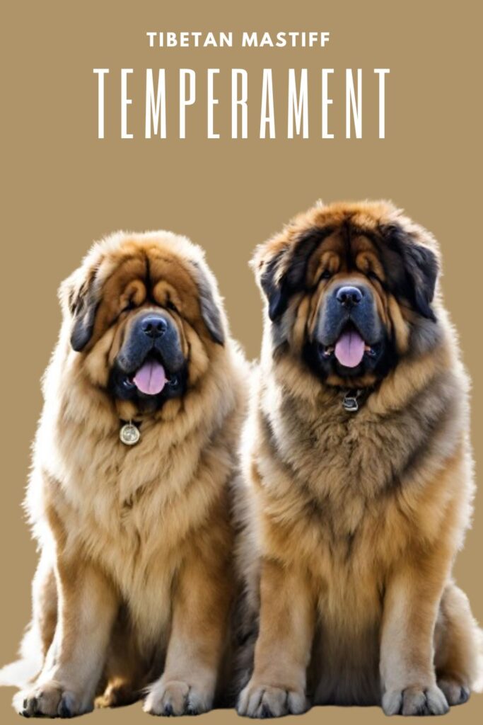 Tibetan Mastiff Temperament