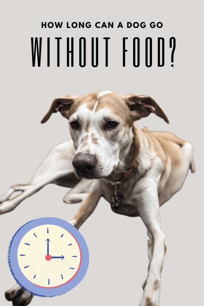 How Long Can a Dog Go Without Food