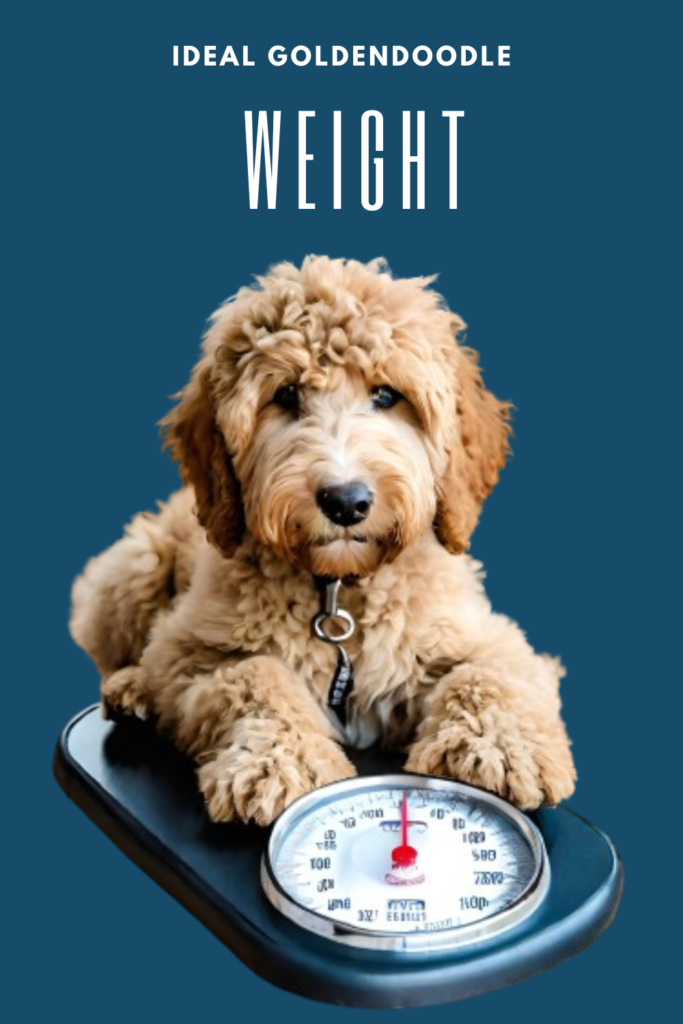 Goldendoodle Weight