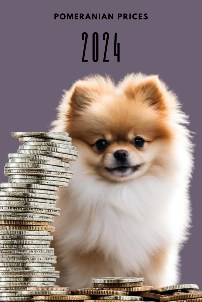 Pomeranian Prices in 2024