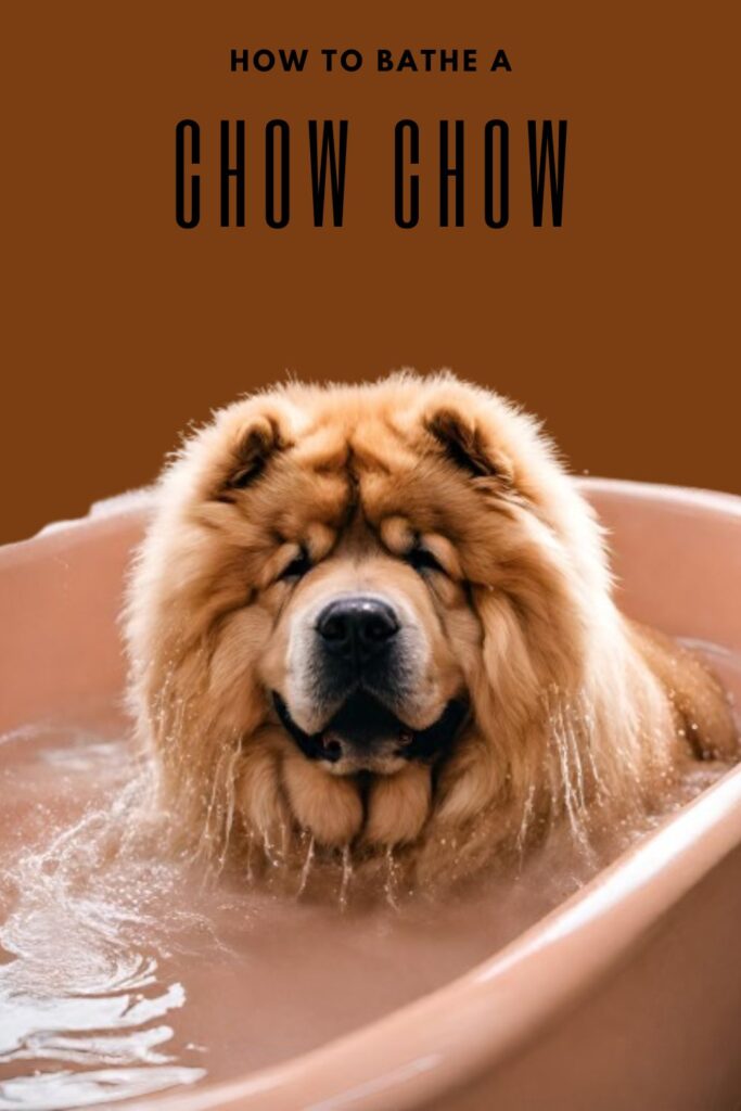 are chow chows 1