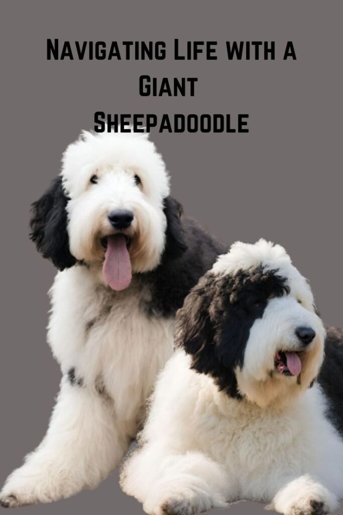 Giant Sheepadoodle