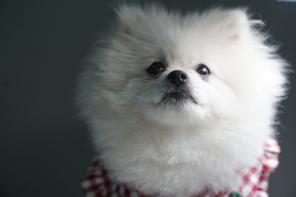 pomeranian 6542636 1280