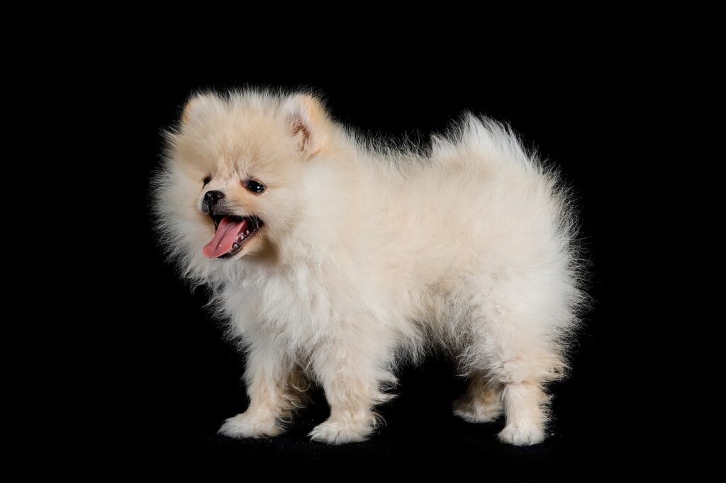 pomeranian 7350709 1280