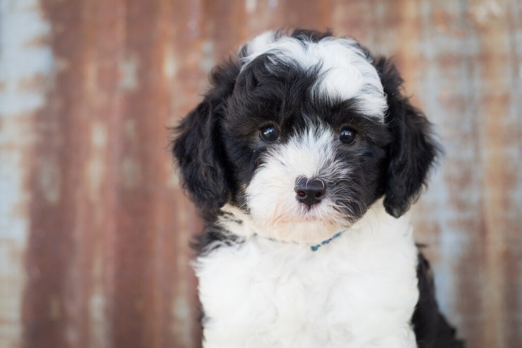 sheepadoodle 3716841 1280