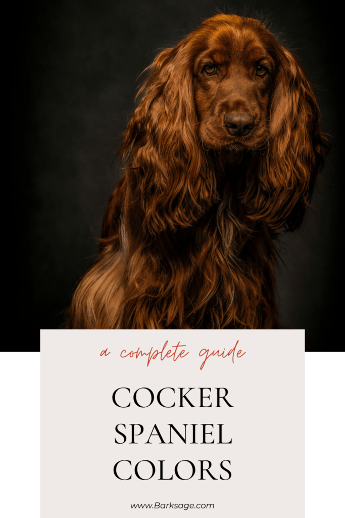 Cocker Spaniel Colors