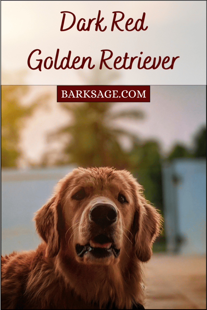 Dark Red Golden Retriever