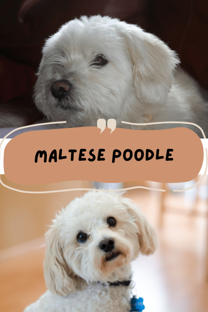 Maltese Poodle