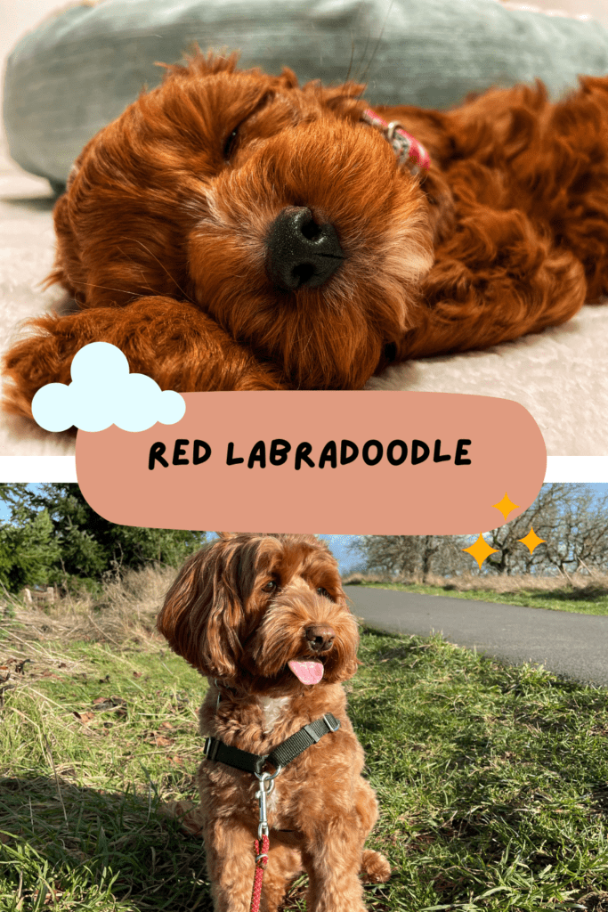 Red Labradoodle