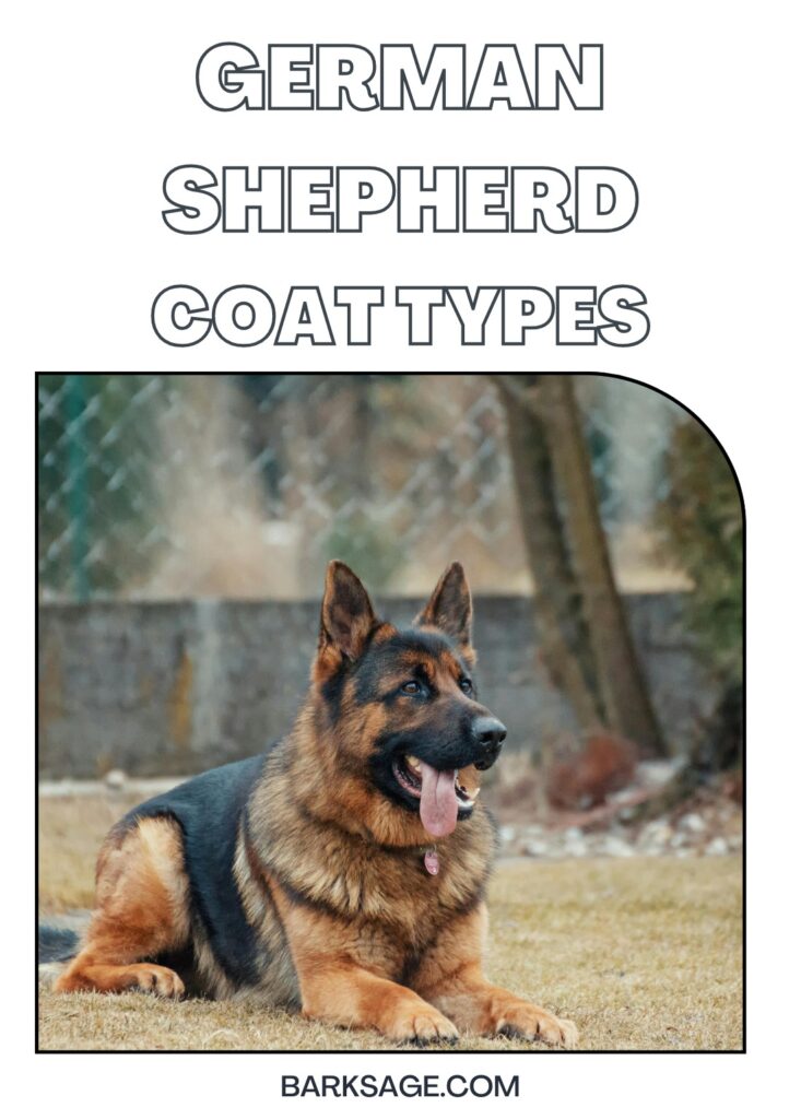 German Shepherd Dog Coat Types