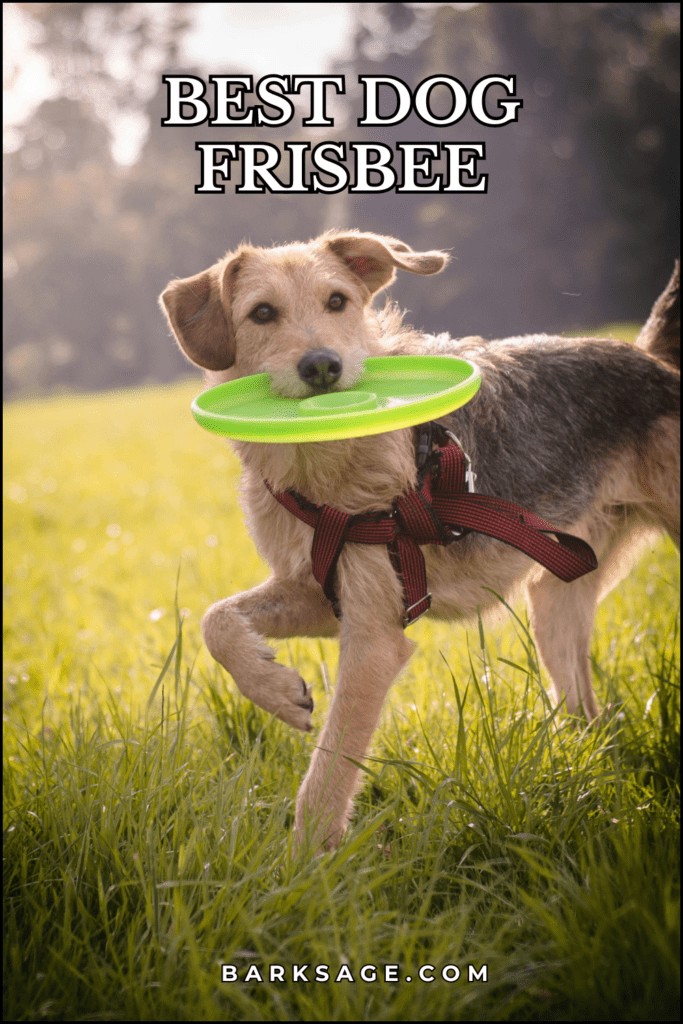 Best Dog Frisbee