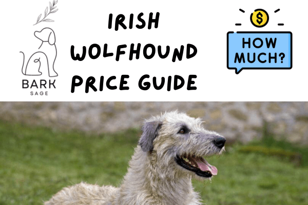 irish wolfhound price